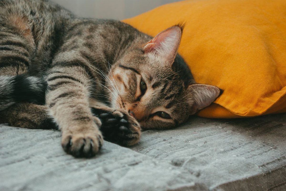 Hoe oud wordt een kat? Een wetenschappelijk overzicht per ras